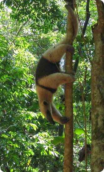 Impenetrable-Tamandua_anteater_Costa_Rica