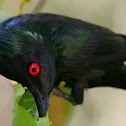 Metallic Starling