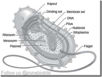 Struktur sel prokariotik