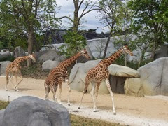 2014.04.21-012 girafes