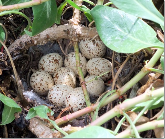 Nine quail eggs 4-23-2010 10-39-44 AM 3616x2712