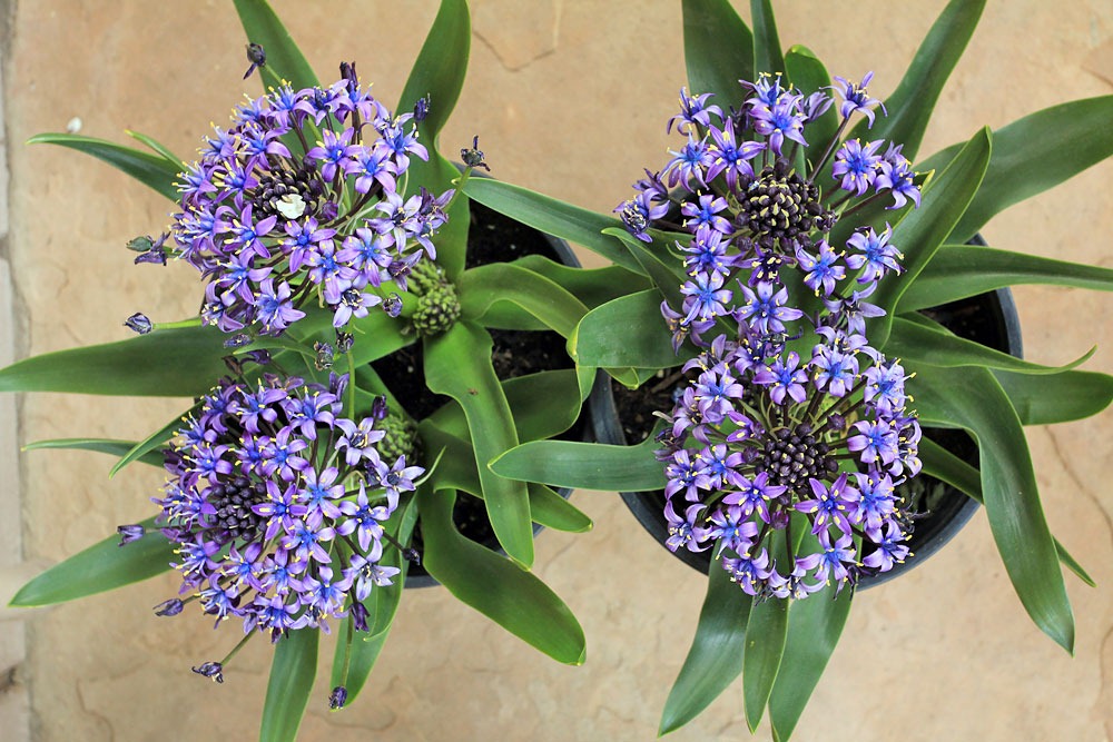 [130325_Scilla-peruviana_022.jpg]