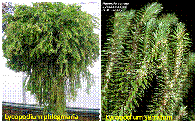 Lycopodium species