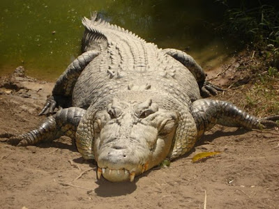 √ Télécharger crocodile anniversaire 130531-Crocodile gateau d anniversaire