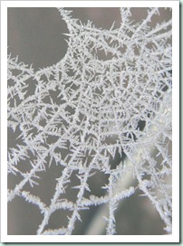 spiderweb frost