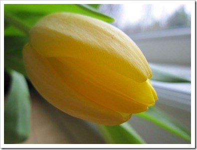 20120316_tulips_003