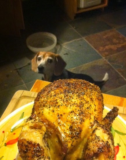 Beagle with Chicken