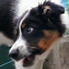 symon kirkland Avatar