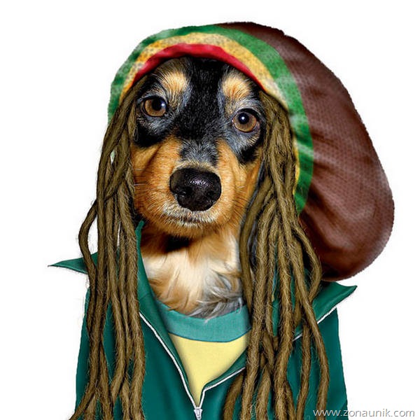 [binatang_rockstar5%255B2%255D.jpg]