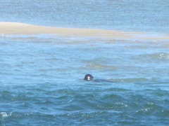 7.30.12 Chatham light beach seal near sand bar1