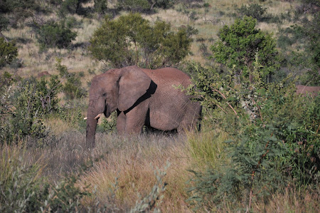 5. safari Africa de Sud.JPG