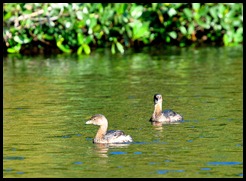 04a -  Pied-Billed Grebes