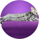 Image Google de Katia Free