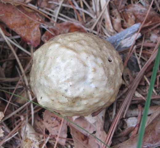 [mushroompuffballfromtop3.jpg]