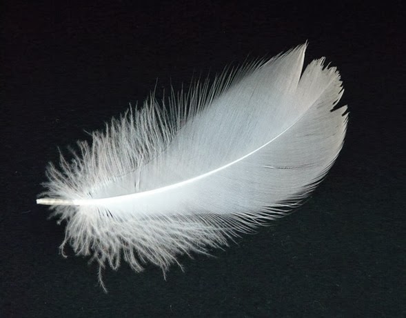 swan-feather-16307_640