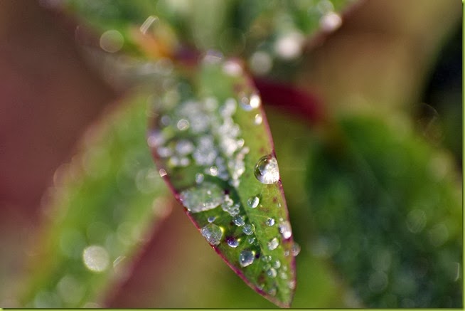 dew on hypericum leaf