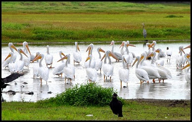 10 - Flock of Pelicans