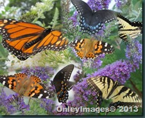0625 WPG butterfly collage