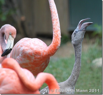 baby flamingo