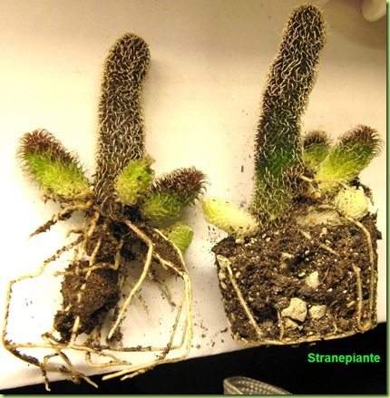 Stapelianthus pilosus 2008-12-16