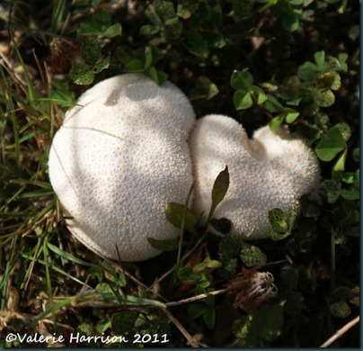 35-puffballs