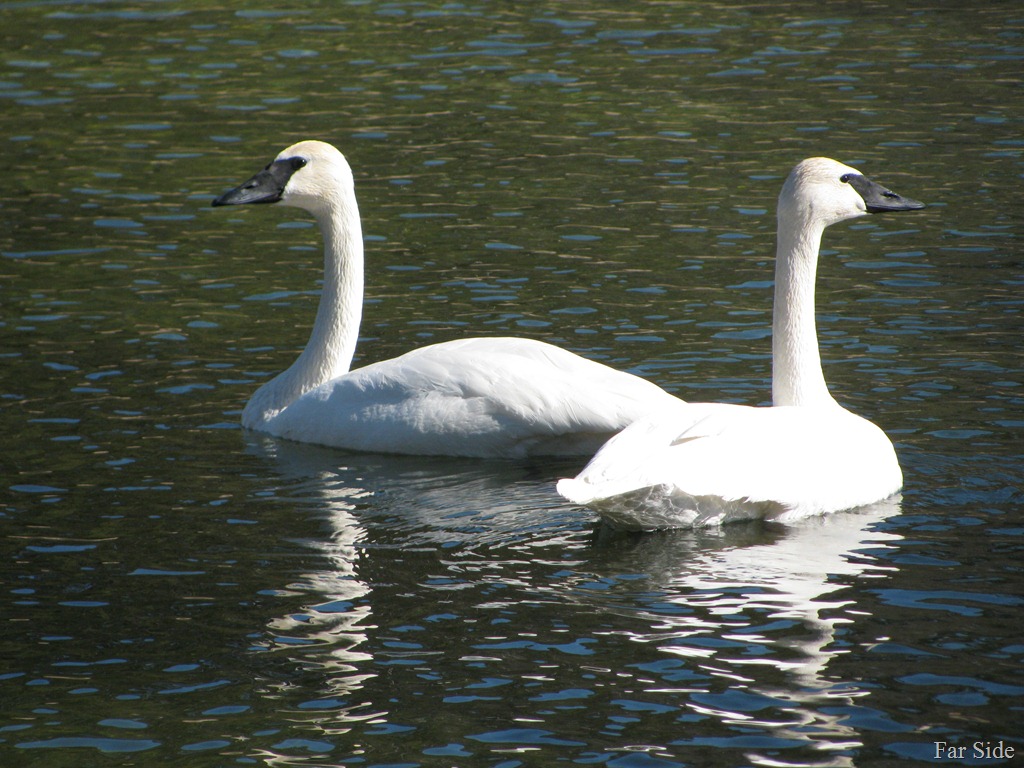 [Trumpeter%2520SWans%2520March%252010%255B9%255D.jpg]