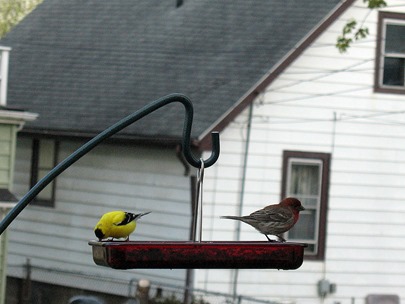 house finch and gold finch