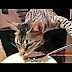 Funny Cats vs Funny Dogs - Extremely Funny Cats and Funny Dogs