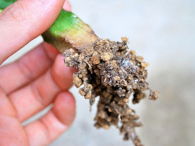 上 サボテン 根っこ カビ 149912-サボテン 根っこ カビ