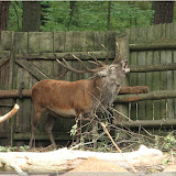 Hirsch im Wisentreservat bei Miedzydroje