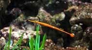[Biodiversit%25C3%25A9%2520syngnathe%2520orange%2520ray%25C3%25A9%2520de%2520rouge%255B4%255D.jpg]