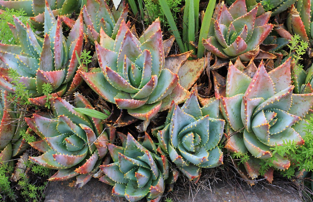 [121228_UCBotGarden_Aloe-mitriformis_01%255B2%255D.jpg]