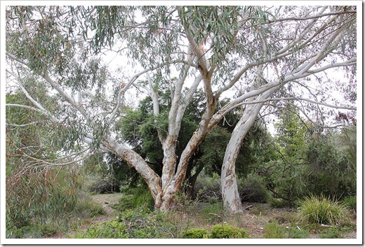 111015_Santa-Cruz_UCSCA_Eucalyptus-pauciflora_08