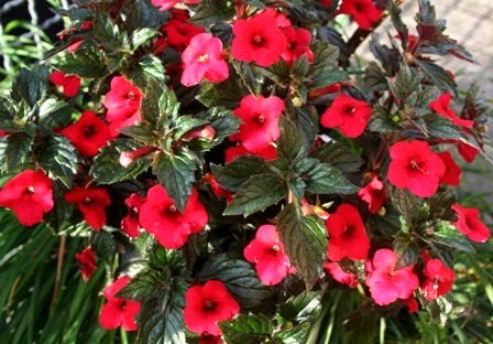 [Achimenes%2520Rubi%2520Red%25201%255B3%255D.jpg]