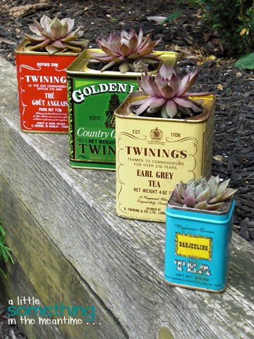 Tea Tin Planters After 1