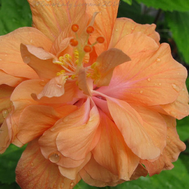 [03-07-hibiscus%255B2%255D.jpg]
