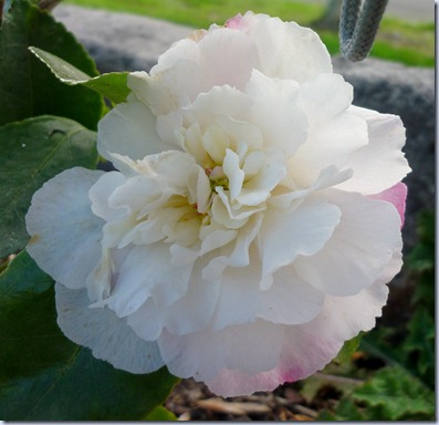 flowers - camellia