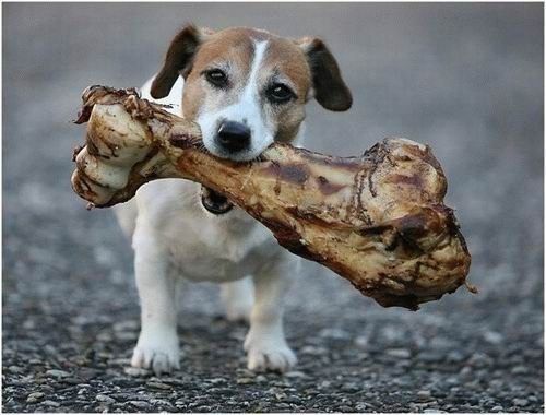 [dog_with_bone%255B2%255D.jpg]