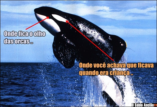 olho%252520de%252520orca%252520..%252520