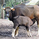 The gaur (Indian bison)