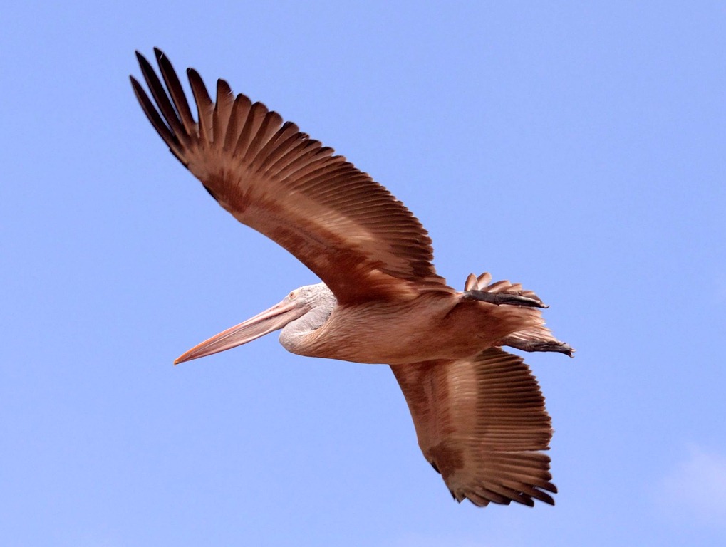 [pelican%255B4%255D.jpg]
