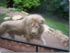 2004.08.25-064 lion blanc