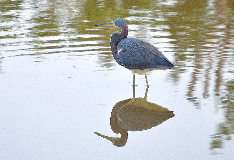 [08c---Eco-Pond---Tri-Colored-Heron5.jpg]
