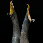 Laurie Rolland 12.jpg