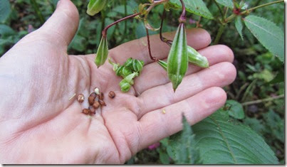 Essbare Samen vom Drüsigen Springkraut