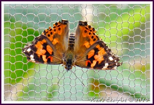 EFP-P1080317 EFP-P1080317