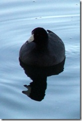 Coot 10-25-2012 9-04-23 AM 928x1384 Coot 10-25-2012 9-04-23 AM 928x1384