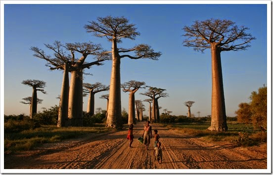Walking_the_Avenue_of_the_Baobabs
