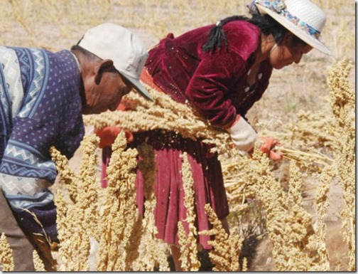 SEMBRADÍOS. Dos campesinos productores de quinua inician la cosecha en el departamento de Oruro. - Gregory Beltrán La Prensa