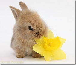 conejos con flor (8)